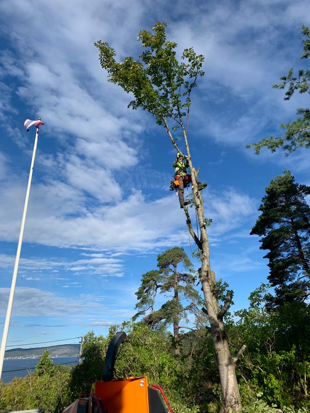 Larkollen Trefelling & Trepleie